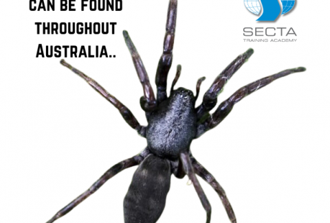 White-tail spiders can be found throughout Australia..