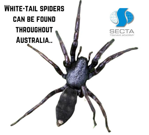 White-tail spiders can be found throughout Australia..